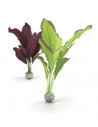 BiOrb Set plantes moyennes soyeuses vertes et violettes Oase