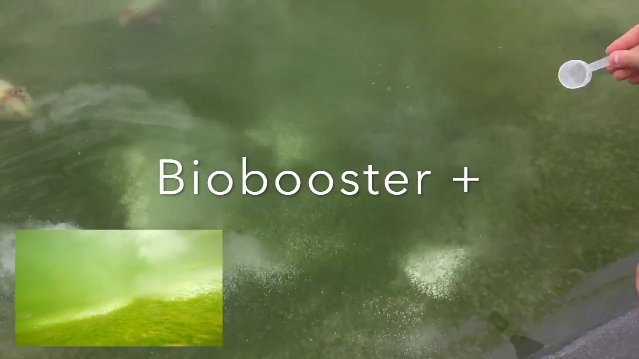 Anti -algues vase et filaments Biobooster + 3000