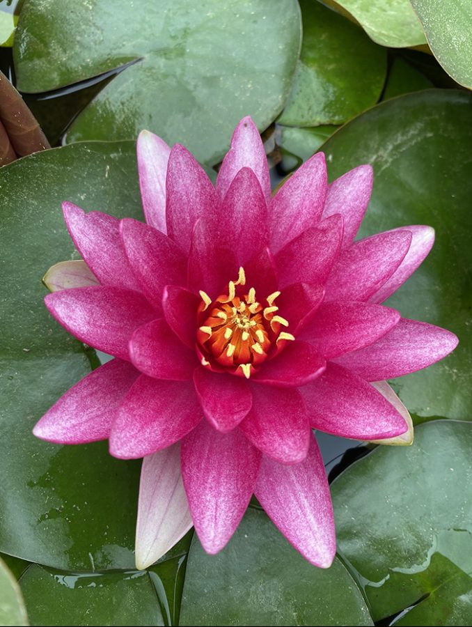 Plantes Aquatiques