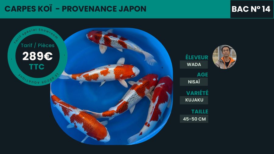 Poissons et Carpes Koïs